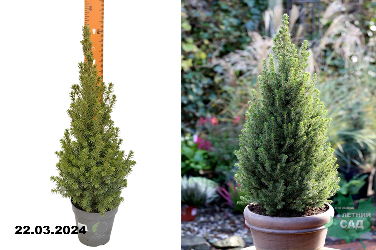 Ель канадская Перфекта (Picea glauca Perfecta) Р13
