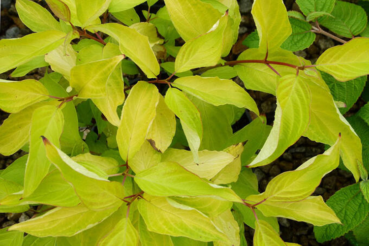 Cornus alba Aurea