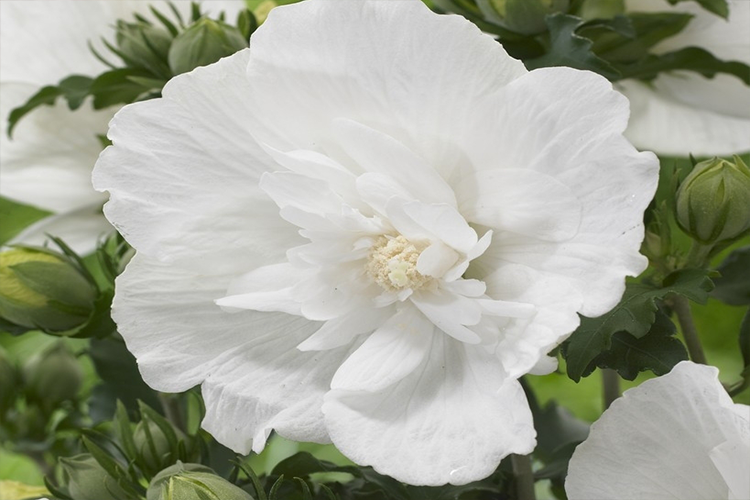 ВАЙТ ШИФОНН ГОТОВО