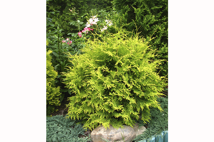 (Thuja occidentalis Globosa Aurea) 50