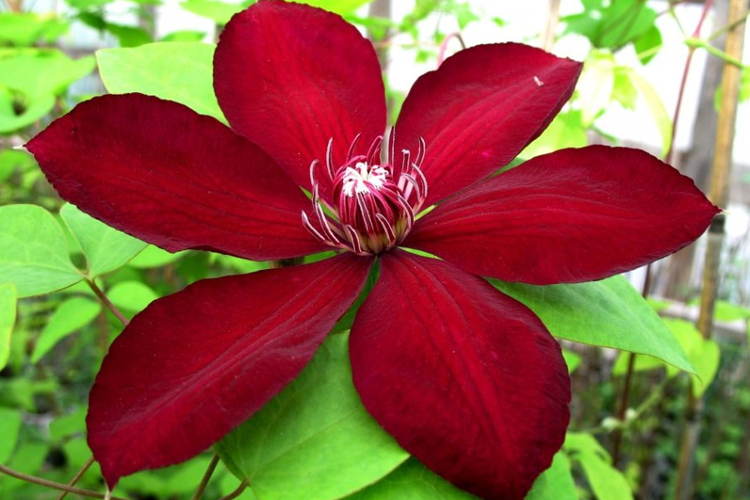 Клематис крупноцветковый Вестерплатте