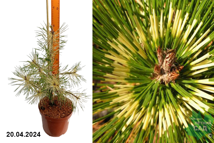Сосна густоцветковая Рэйнбоу (Pinus densiflora Rainbow) С5