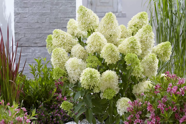 Hydrangea paniculata Pansana
