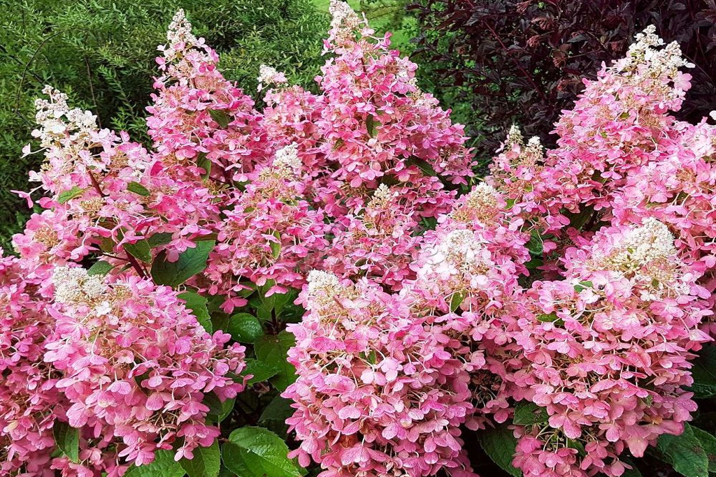 Гортензия метельчатая Пинк Леди