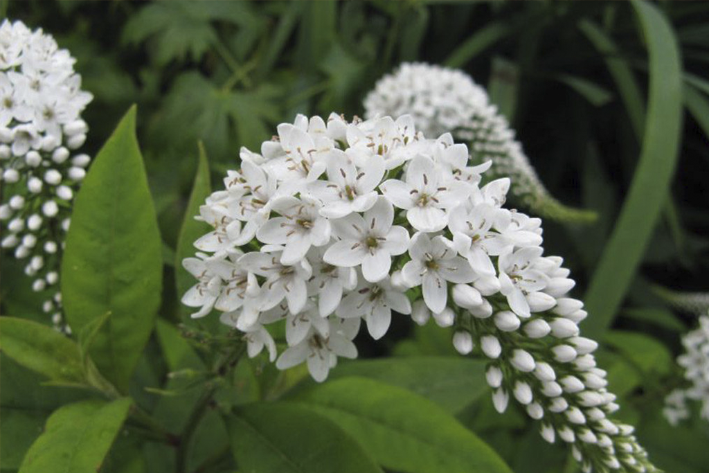 Вербейник Clethroides