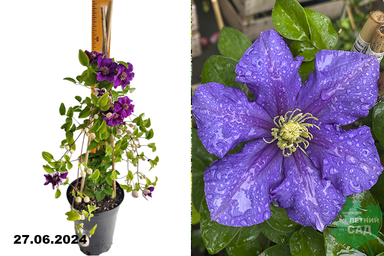 Клематис крупноцветковый Ашва С3