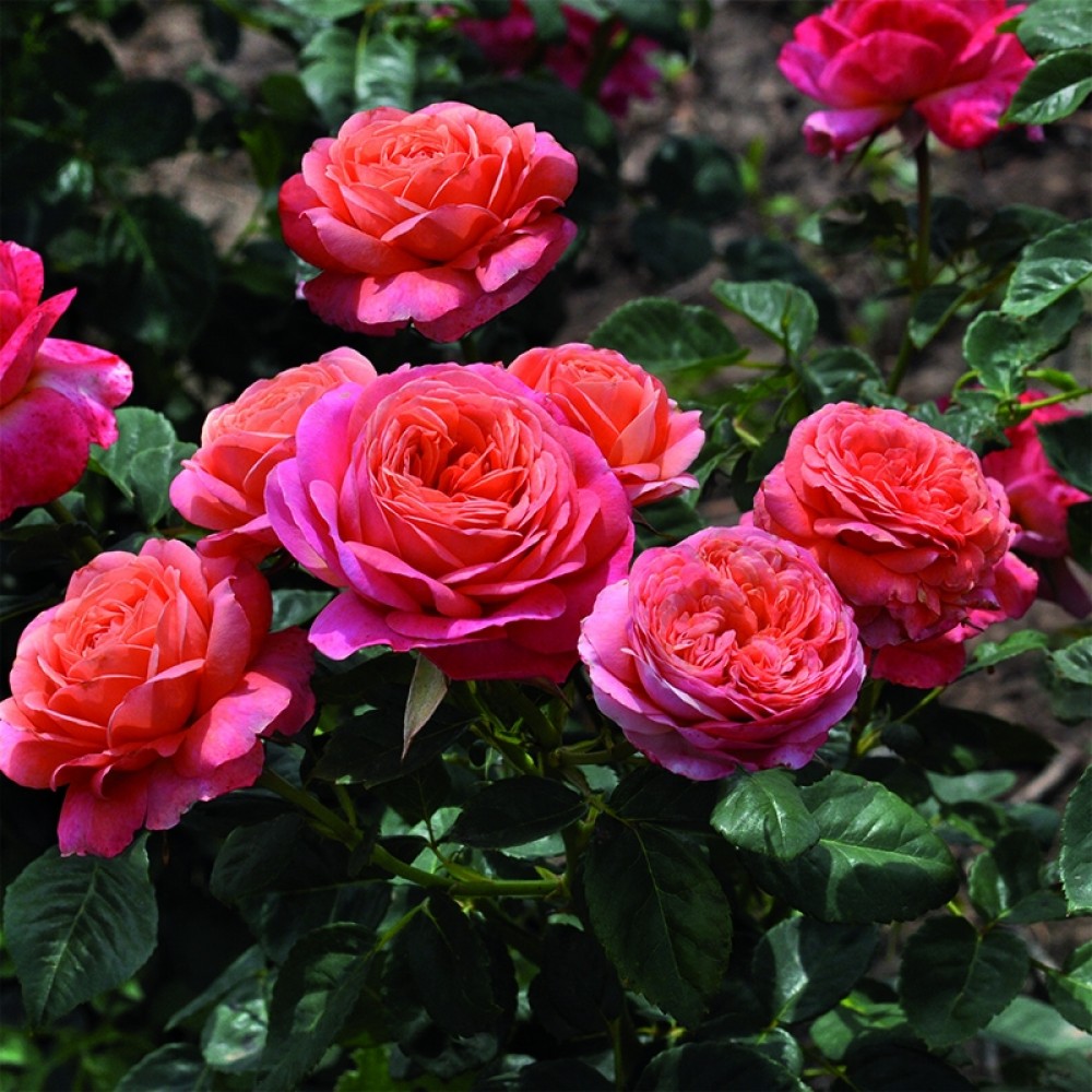 送料無料 内祝い Роза ОКС Vaza) Peach Floribunda (Rosa Ваза Пич флорибунда その他