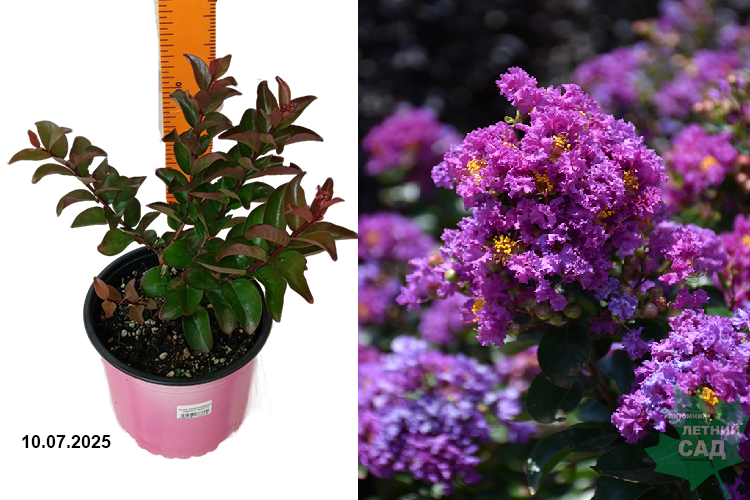 Лагерстремия индийская Инфинити Перпл (Lagerstroemia indica Infinitini Purple) С2