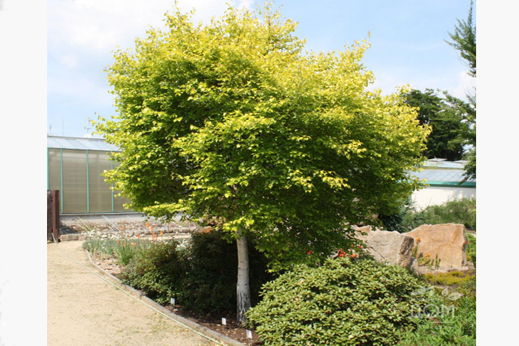 Береза повислая Голден Клауд С3