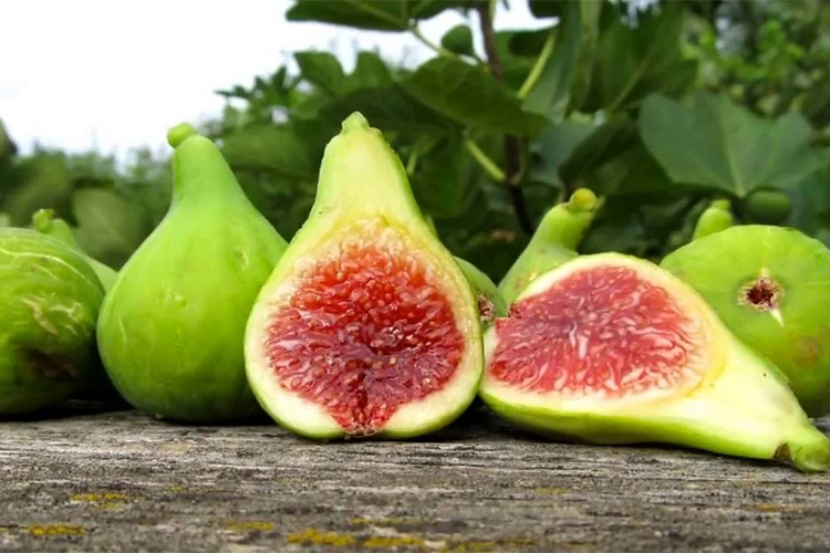 Инжир Вердино (ficus carica Verdino)
