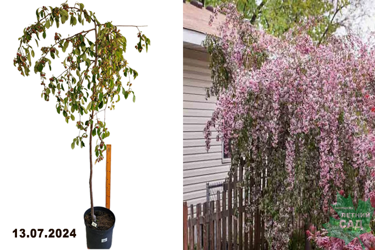 Яблоня Чил`с Випинг (Malus Pendula Cheals Weeping) С20