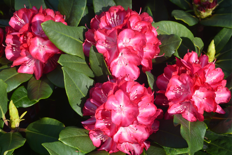 (Rhododendron hybrid Ann Lindsay) 5