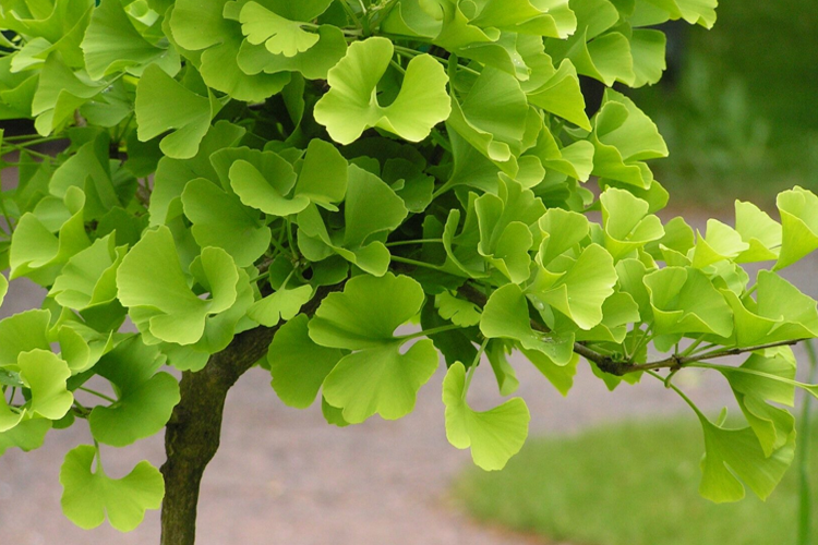 Гинкго двулопастный (3 шт)