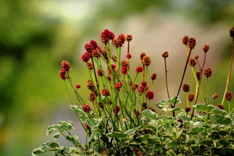 Кровохлёбка Литл Энджел (Sanguisorba tenuifolia Little Angel) 2
