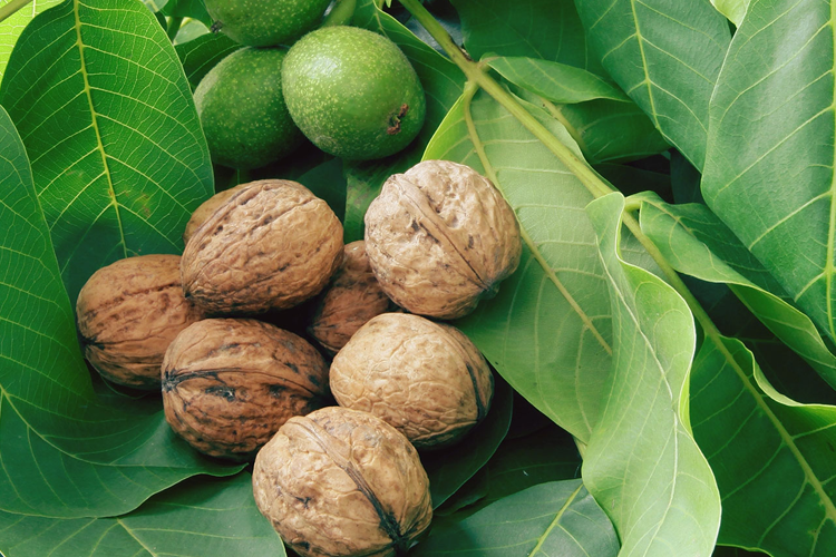 Грецкий орех Великан (Juglans regia) С6