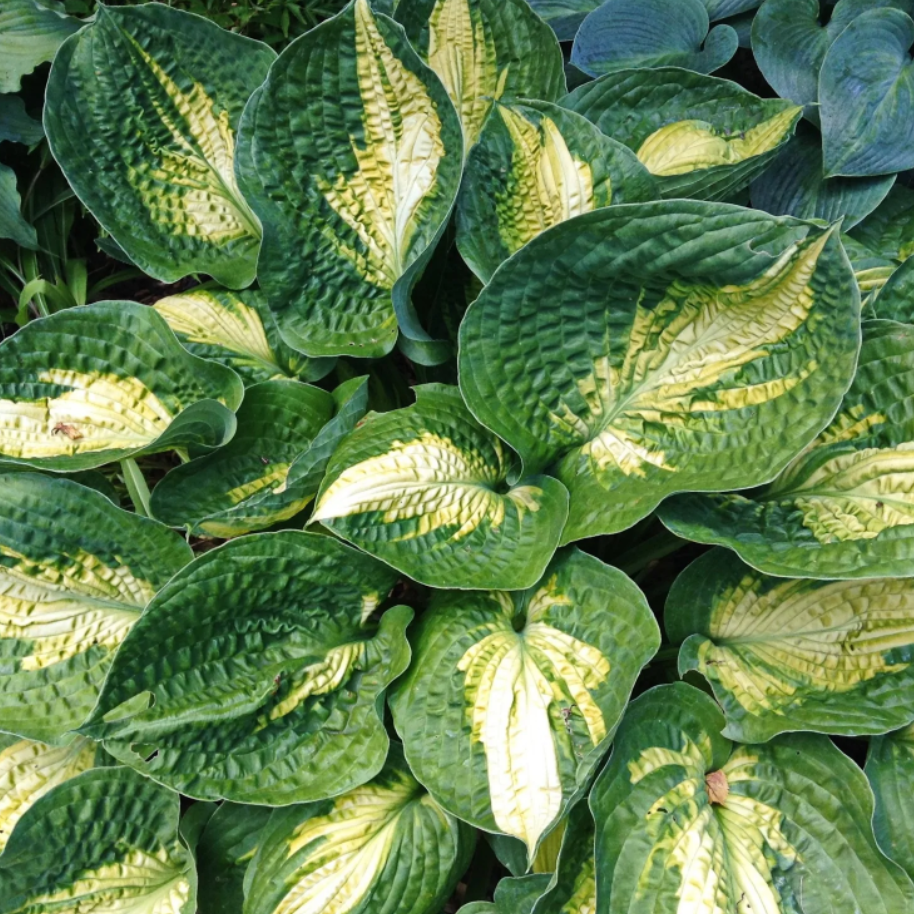 Хоста гибридная Аллигатор Алле (Hosta hybrid Alligator Alley) С1,5