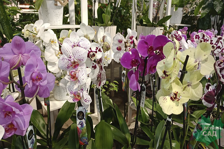 Орхидея Фаленопсис микс (Phalaenopsis mix) Р12 Э