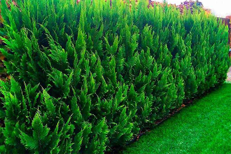 Chamaecyparis lawsoniana Green Pillar