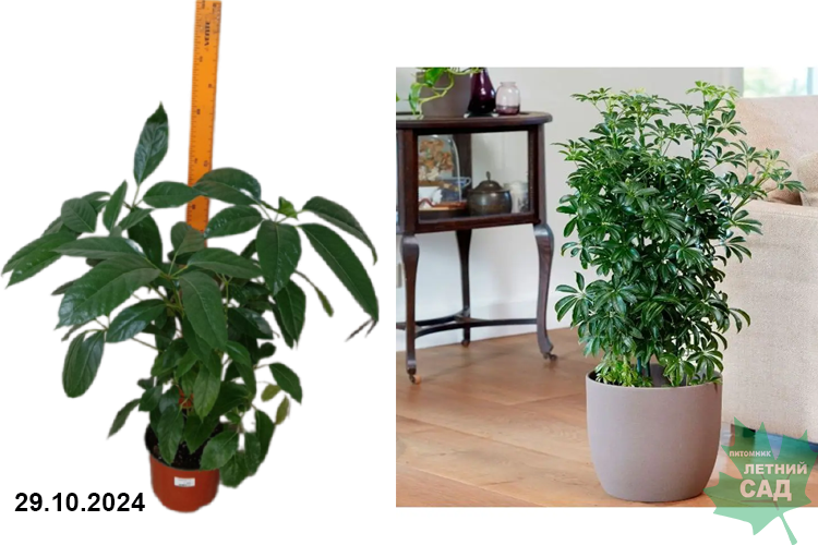 Шеффлера (Schefflera) Р19