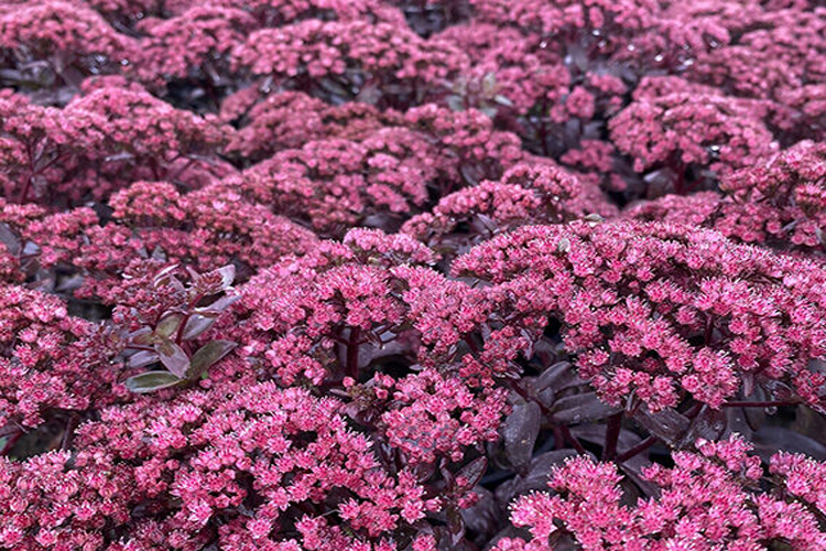 Очиток телефиум Дарк Меджик С2