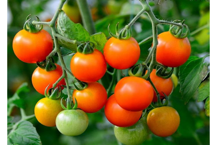 томат киш. томат киш. томат киш-миш красный. томат киш-миш красный f1. томат киш миш желтый.