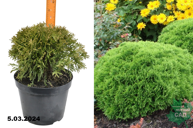 Туя западная Даника (Thuja occidentalis Danica) С10