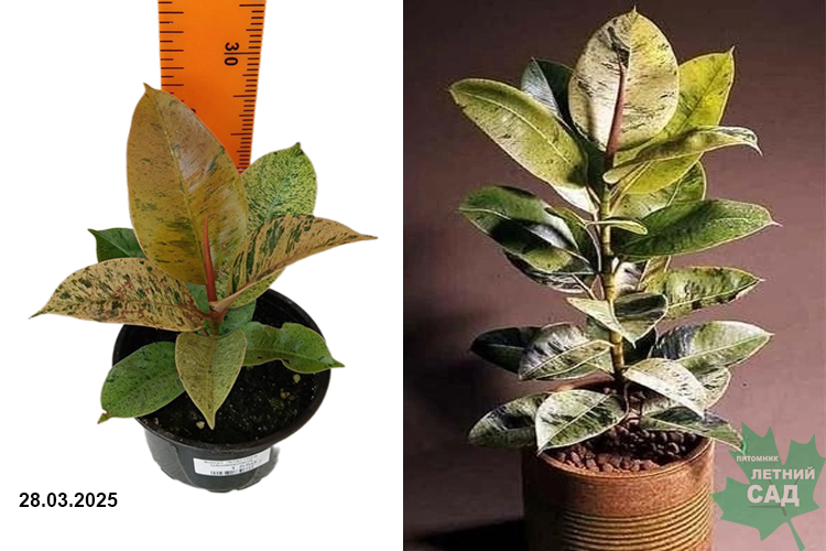 Фикус Эластика Шривериана (Ficus elastica Schrijveriana) С1