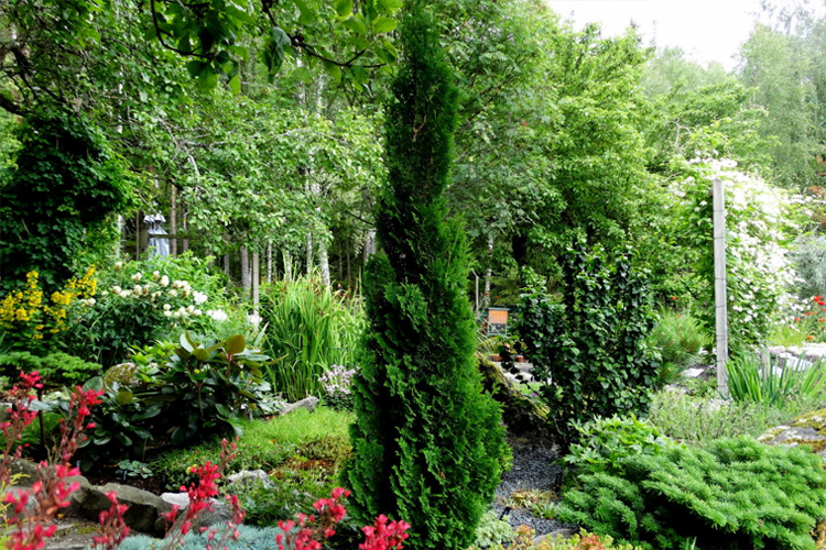 Туя западная Бробекс Тауэр (Thuja occidentalis Brobeck`s Tower)