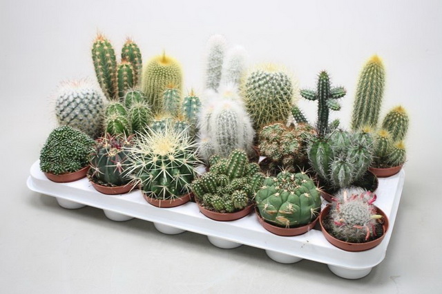 (Cactus Gemengd Rondella) 8