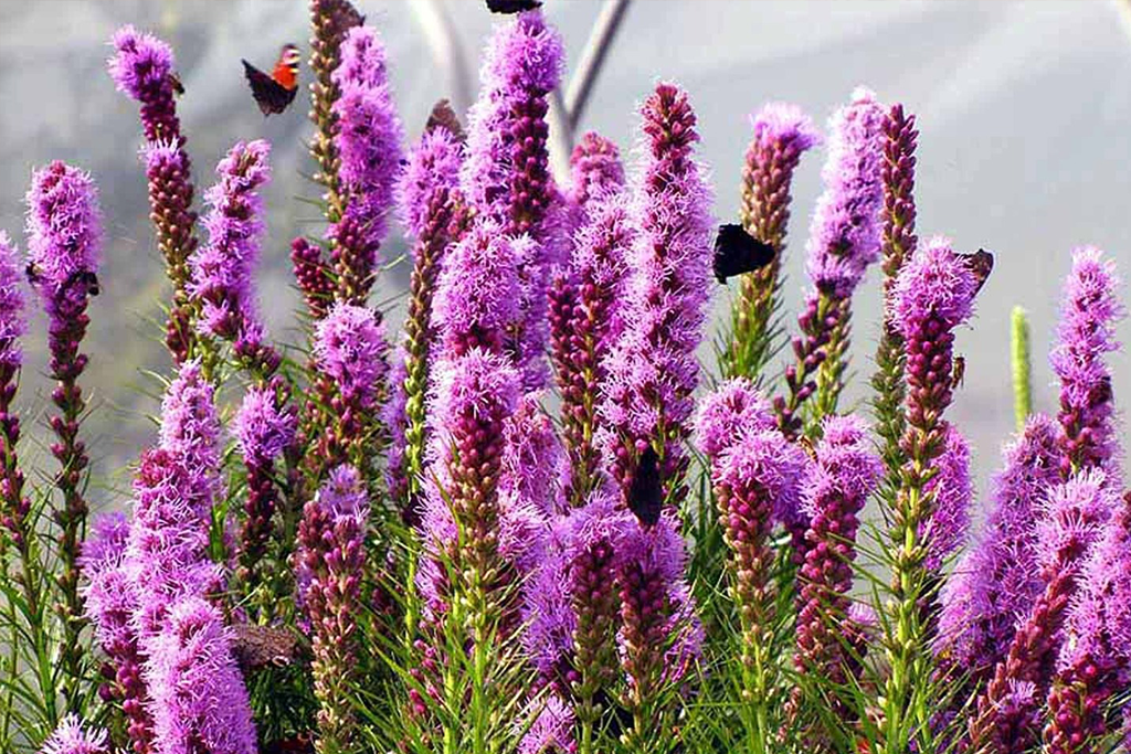 Лиатрис колосковый Флористан Вайолет (Floristan Violett) С1 — ПитомникЛетний сад