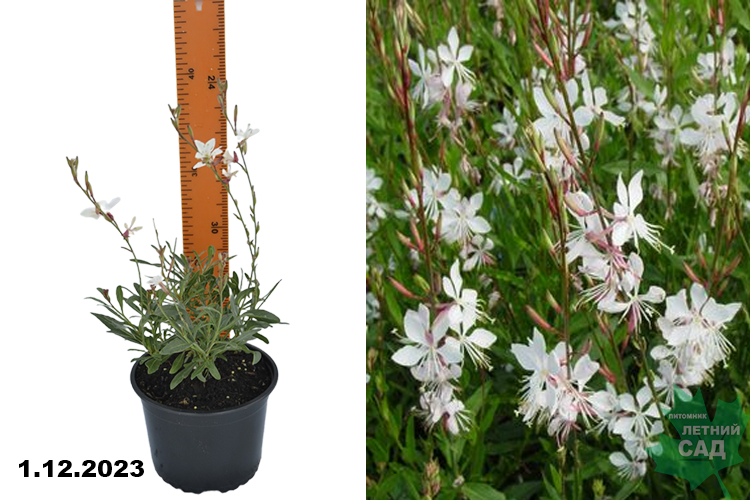 Гаура Линдхеймера Уирлинг Баттерфляйс (Gaura lindheimeri Whirling Butterflies)