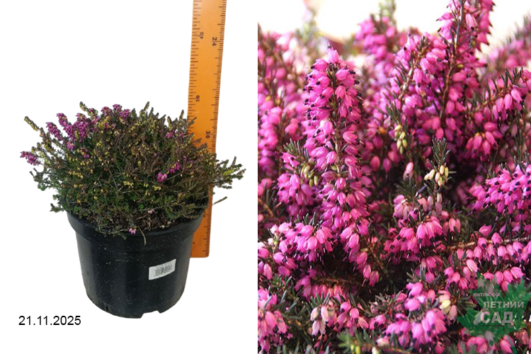 Эрика дарлейенская Крамерс Роут (Erica darleyensis Kramer’s Rote) С5