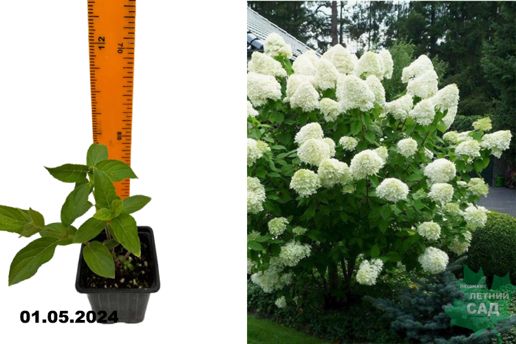 Гортензия метельчатая Полар Бир (Hydrangea paniculata Polar Bear) Р9