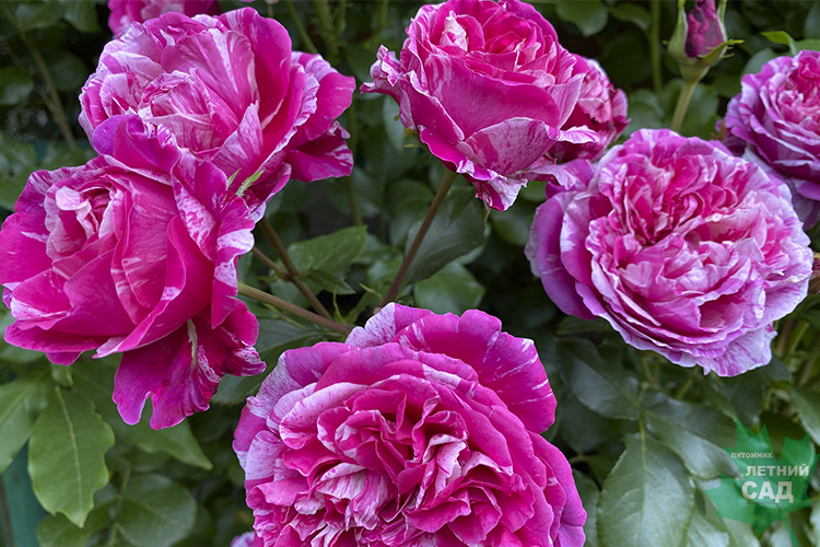 Майлы траннилердің порно видеолары