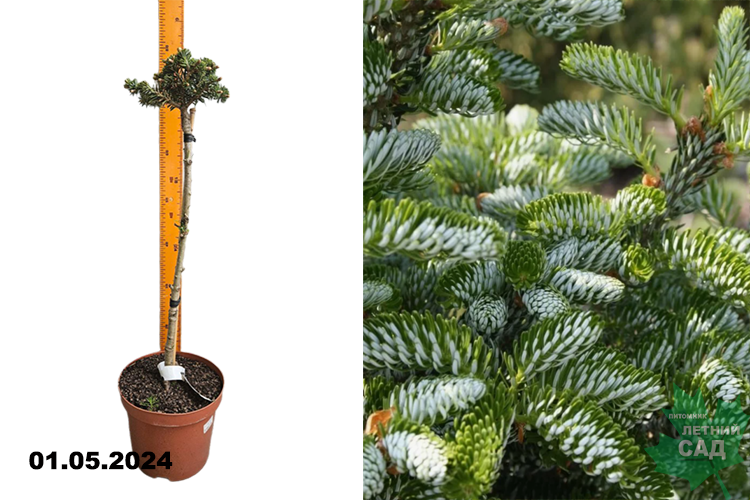 Пихта корейская Форест Чайлд (Abies koreana Forest Child) (штамб 40-50 см) С4