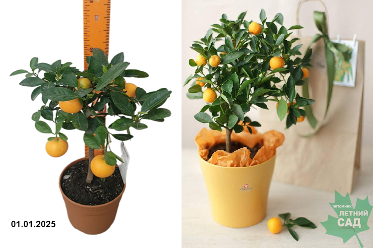 Цитрус гибр. Каламондин штамб. С5 э