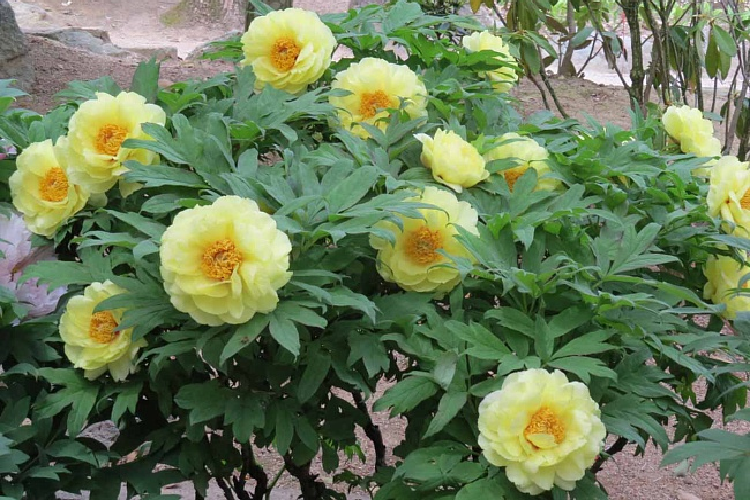 Пион древовидный желтый (Paeonia suffr. yellow) С2 — Питомник Летний сад