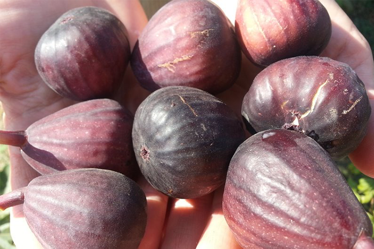 Инжир Сабруция розовая (ficus carica Sabrucija rozovaja) ОКС