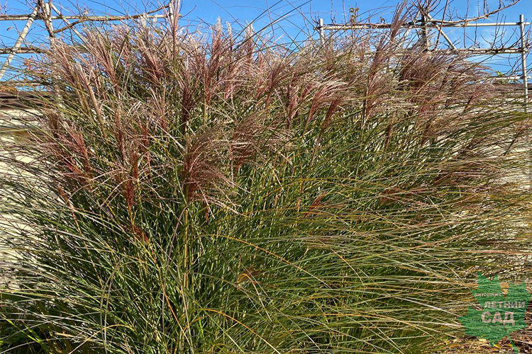 Мискантус китайский Грацилимус