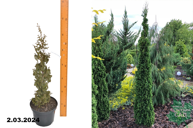 Туя западная Дегрут Спайр (Thuja occidentalis Degroots Spire)