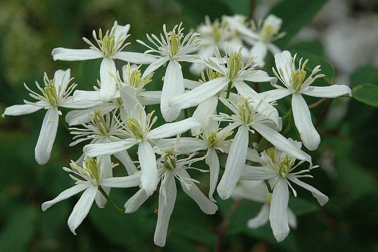 Клематис Прямой