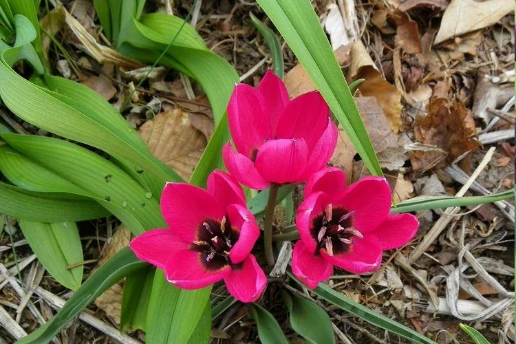 Тюльпан Липского Tulipa lipskyi