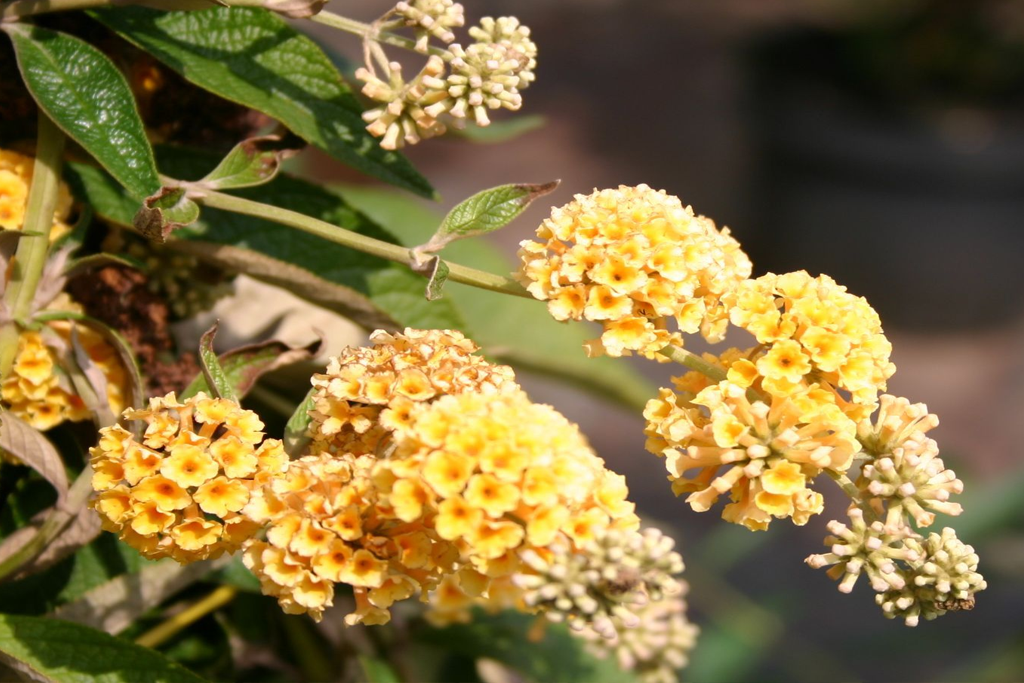 Буддлея вейера Sungold (Санголд) купить выгодно ✵ Сады-Эдема.рф - интернет магаз