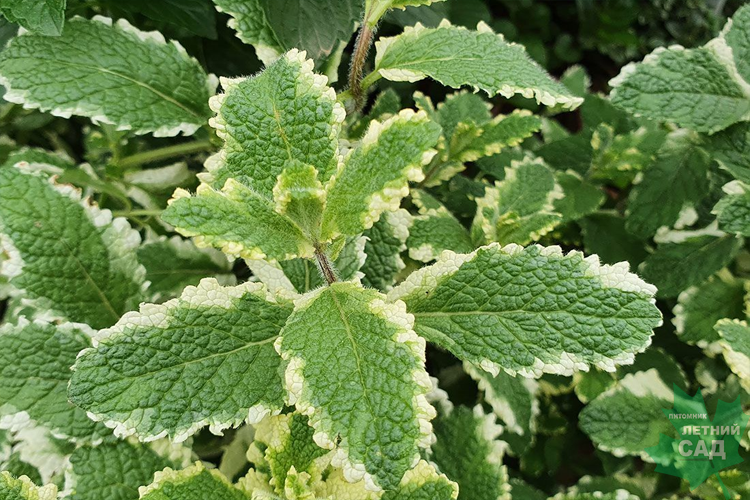 Мята ананасная (Mentha piperita) С1,5