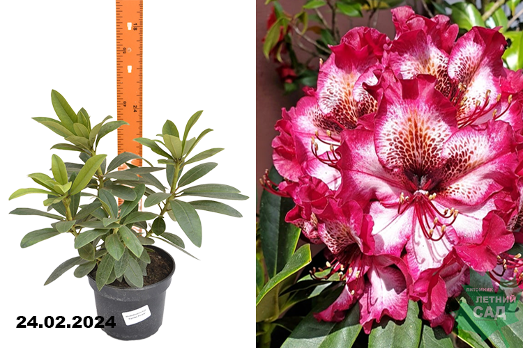Рододендрон гибридный Пейнтед Пёрпл (Rhododendron hybride Painted Purple)