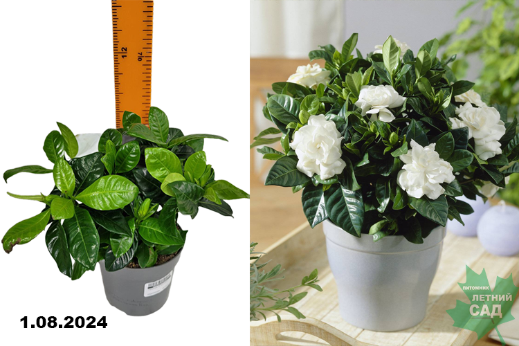 Гардения (Гардения) С1