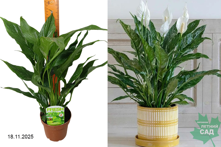 Спатифилум Даймонд Вариегата (Спатифиллум Даймонд Вариегата) Р12