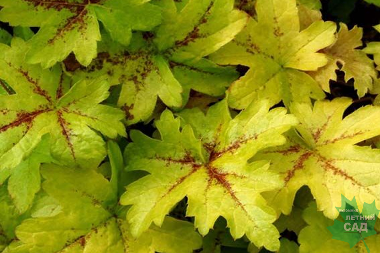 Гейхера Голд Страйк С2