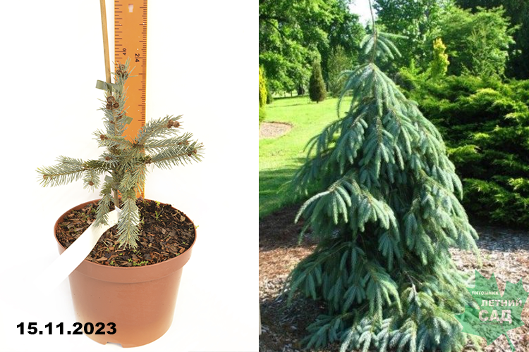 Ель энгельмана Компакта С4