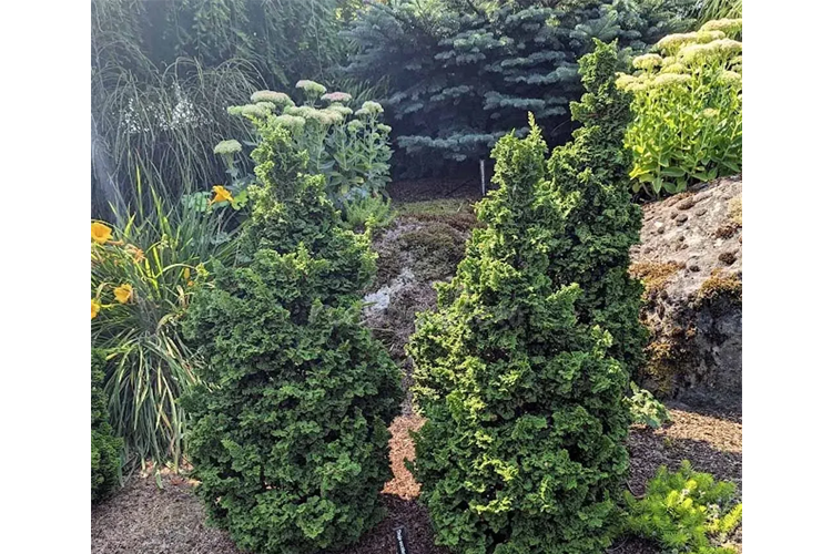 Thuja occidentalis Primo